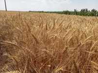 Vand grau Braiesti Suceava