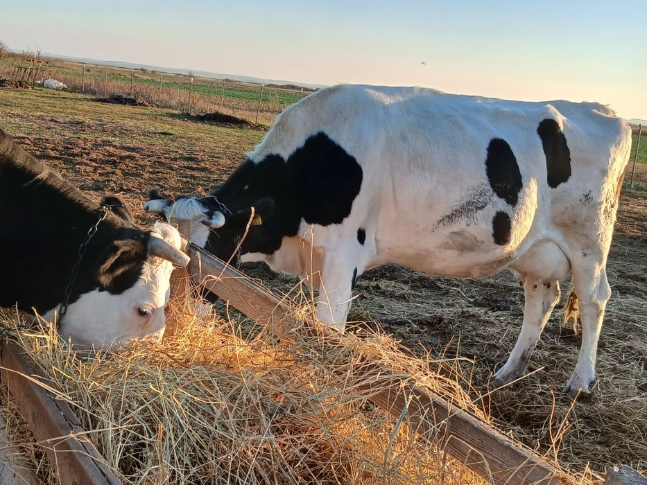 Vând vacă de ținut