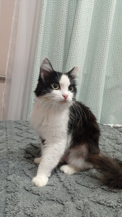 Взрослая кошечка