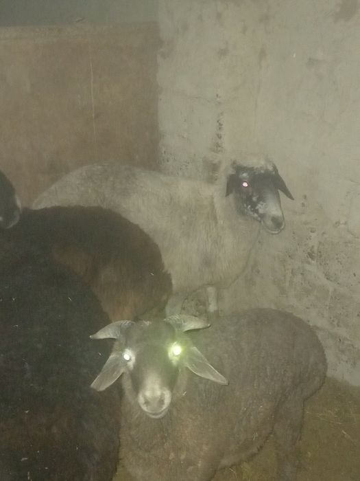 Bugoz quylar  sotiladi