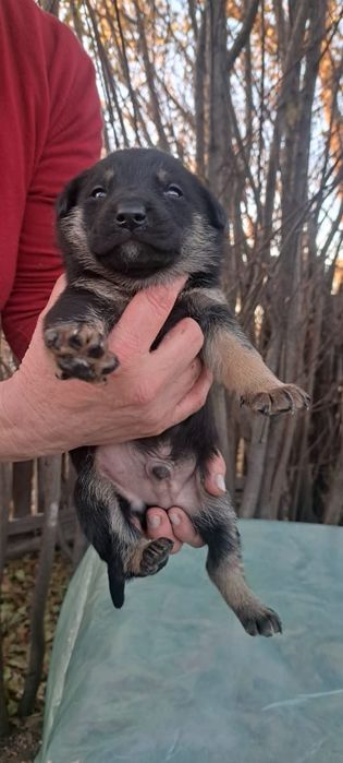 Пристраиваются щенки