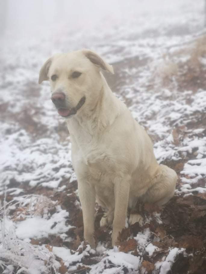 Metis golden retriever