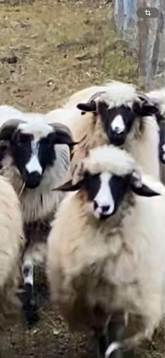 De vanzare 8 oi si o miala