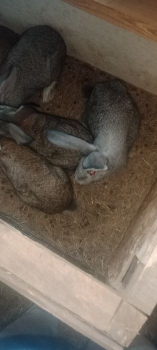 Продам кроликов 2 месяца