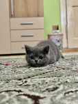 Pisicut British Shorthair Blue