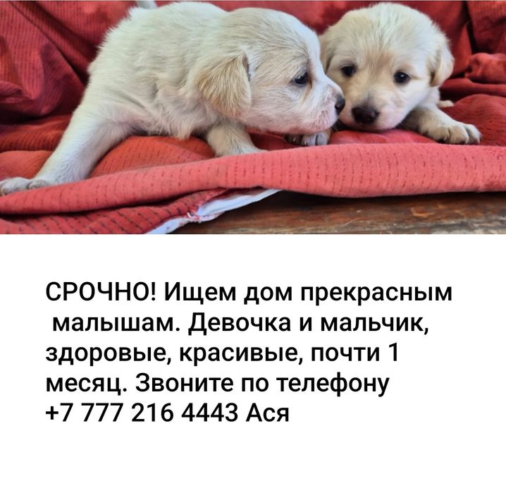 Ищем дом малышам !
