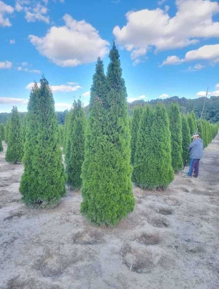 Tuia columnaris Smarald Pon pon spiral Buxus