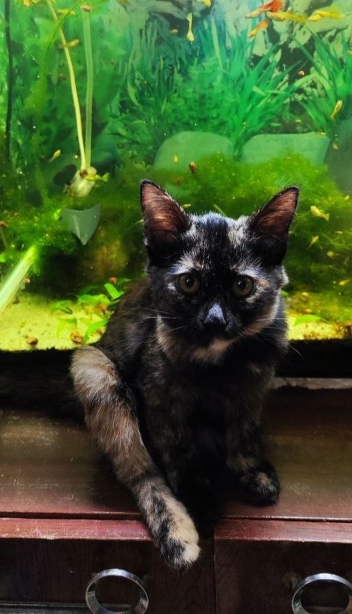 Котята. Домашние. В хорошие руки.