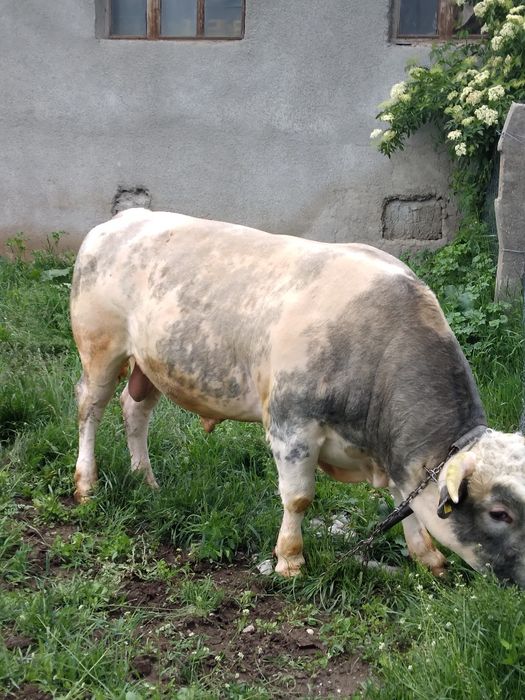 De vanzare taur belgian 2 ani