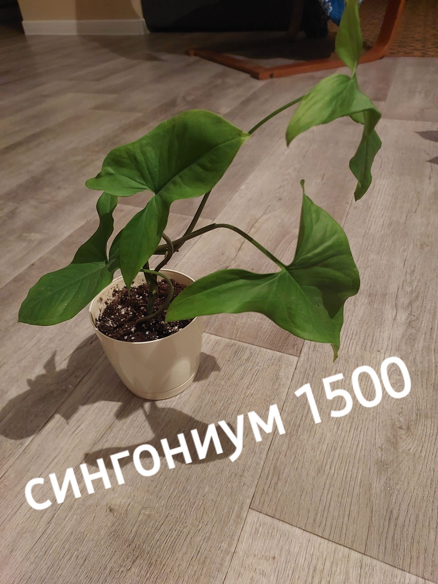 Комнатные цветы продам