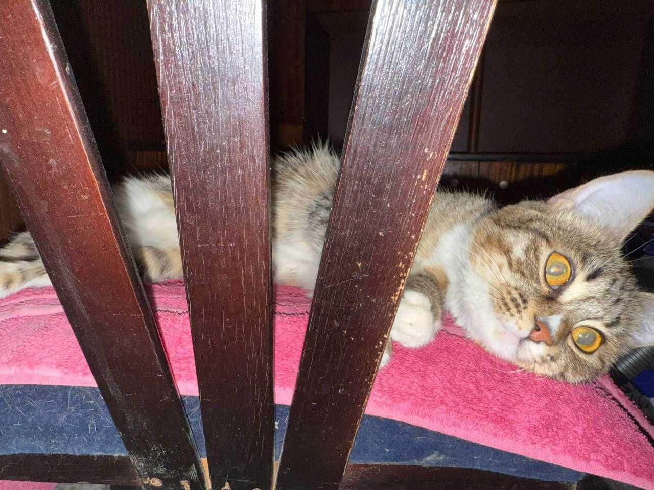 Кошка стерилизованная