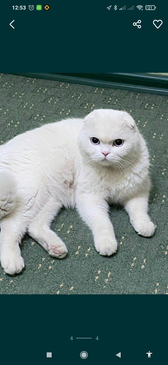 Вязка Британских  котов