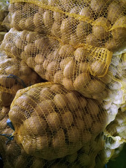 Картофи сорт Сорая