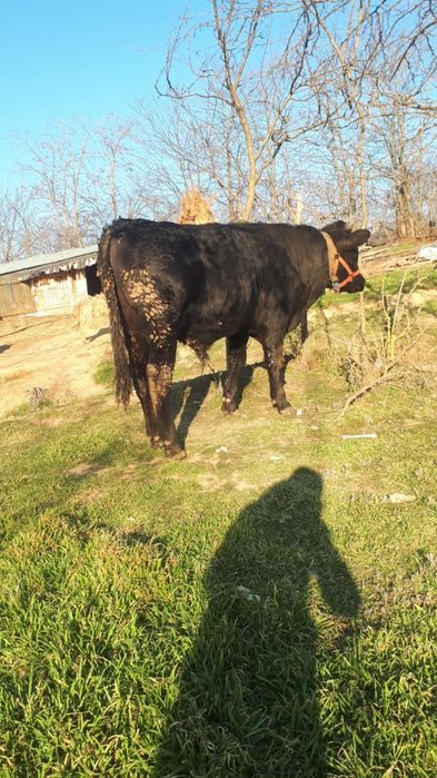 Vând taur negociabil