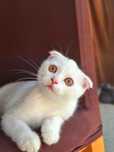 Motanel Scottish Fold alb
