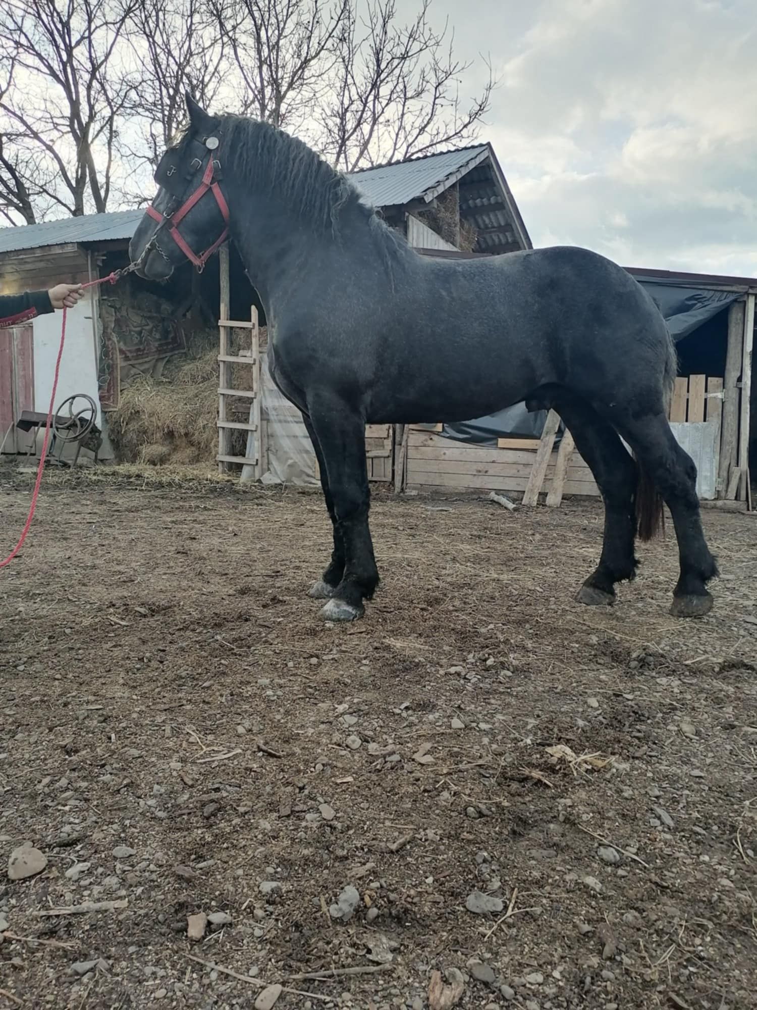Armasar percheron pentru monta