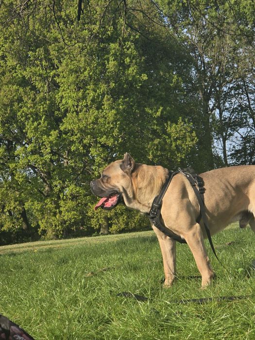Mascul Cane Corso Formentino cu pedigree FCI, 1 an, dresat