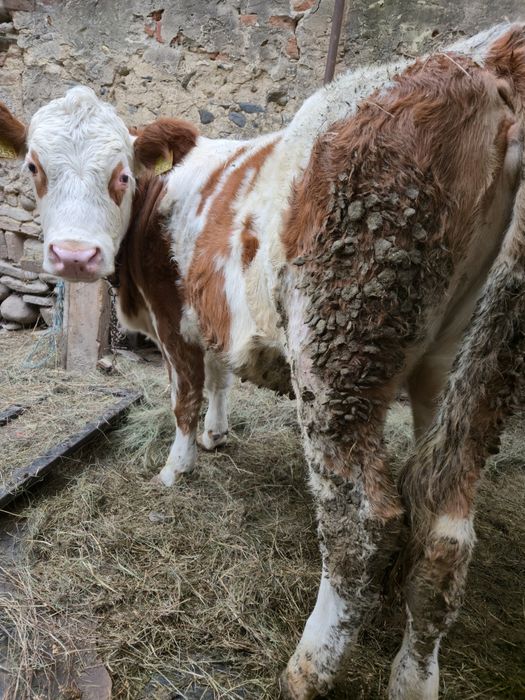 Vand 2 junici baltate