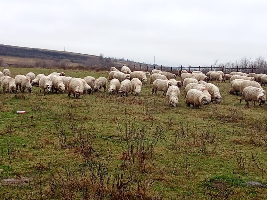 Vând 120 de oi țurcane