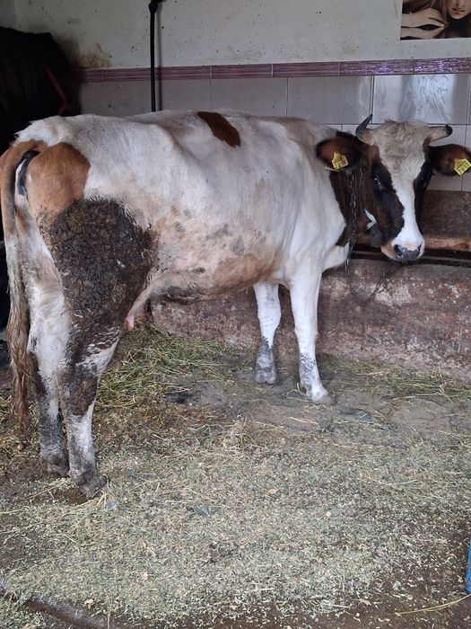 Vand o vaca de prăsilă