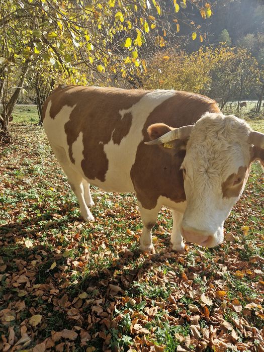 Vind vaca gestanta in virsta de 5 ani!