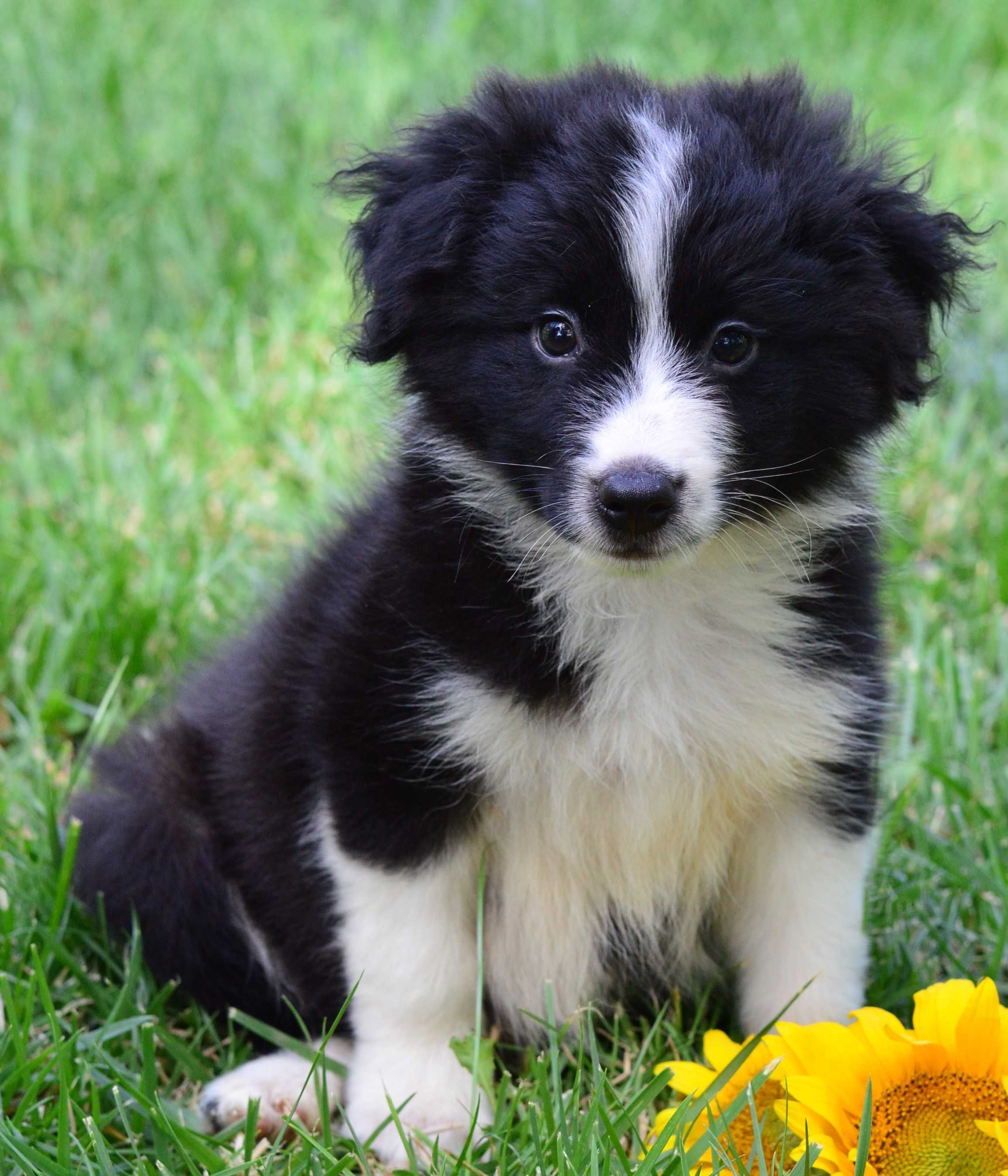 Pui Border Collie cu pedigree F.C.I
