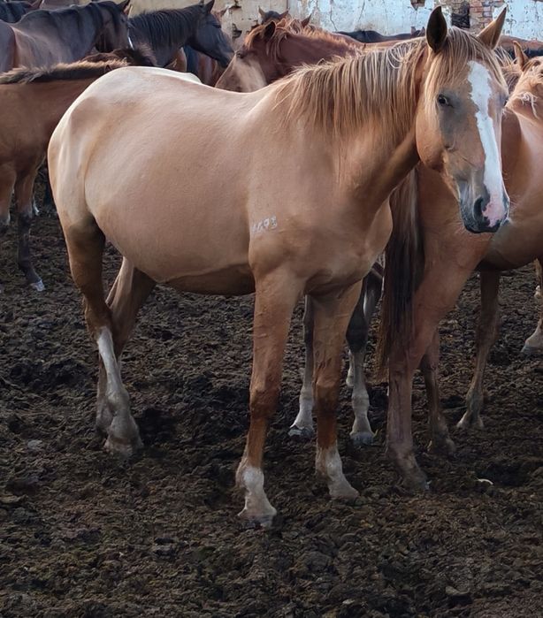 Продаются лошади разных возрастов