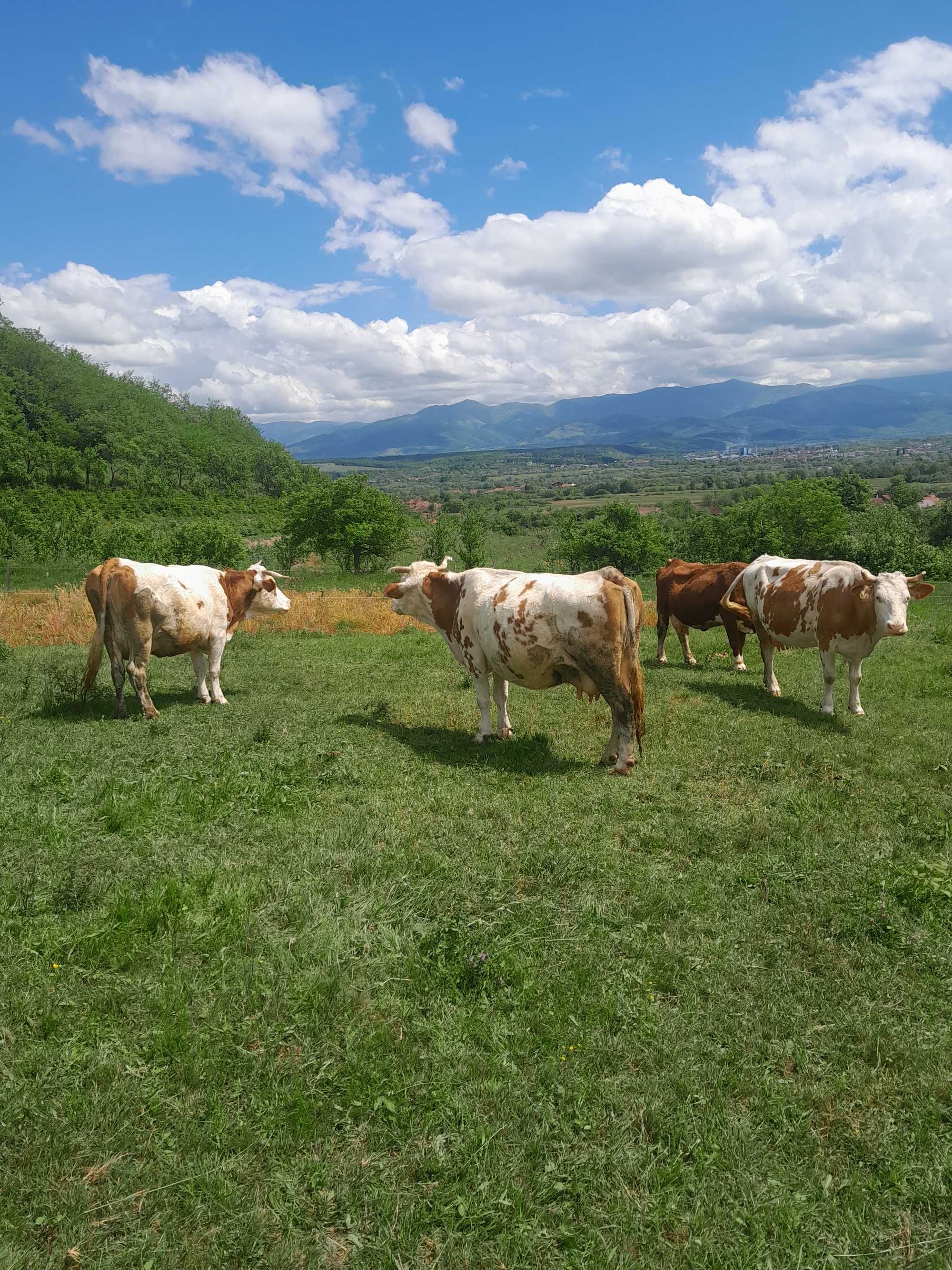 Vând 2 vaci la alegere . Gestante 7, 8luni. Detalii in GHIGHISENI,Bh