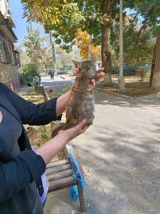 Отдам даром котят