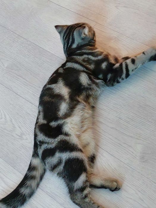 Шотландский кот мальчик