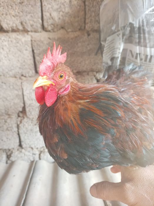 Япон хурози ва товуги.