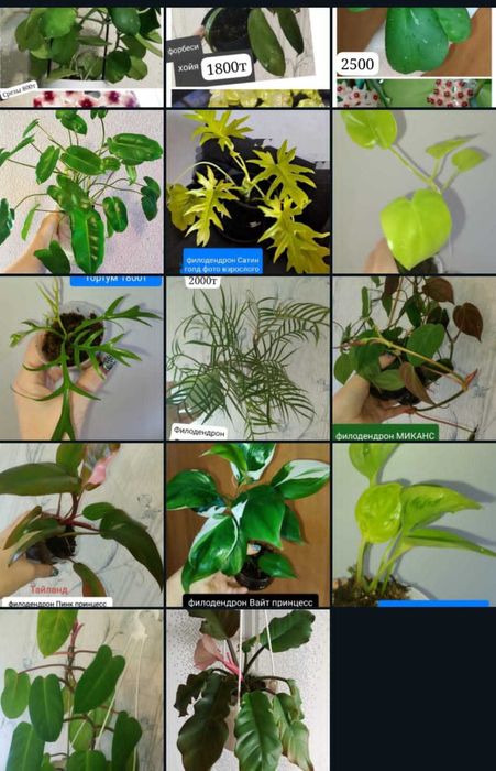 Продам комнатные цветы для офиса большиежжжжжжжжжжжжжжжжжжжжжжжжжжжждж