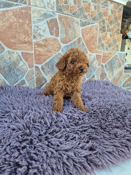 "Мини пуделчета"