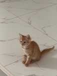 Котенок красивенький шустрый. Отдадим в хорошие руки