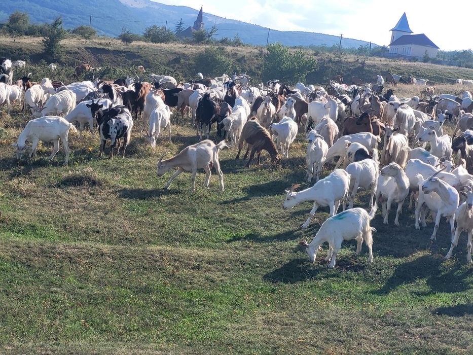 Vînd capre de ținut,numai tinere