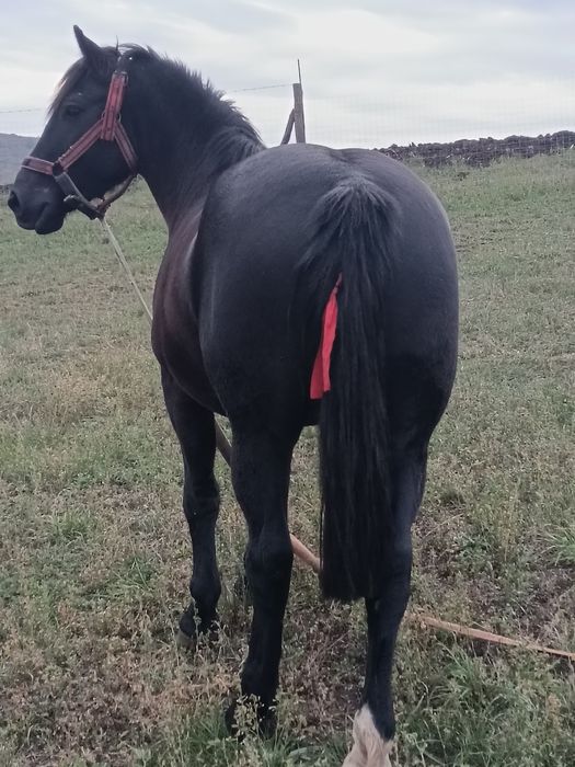 Vând mânză de 4 ani