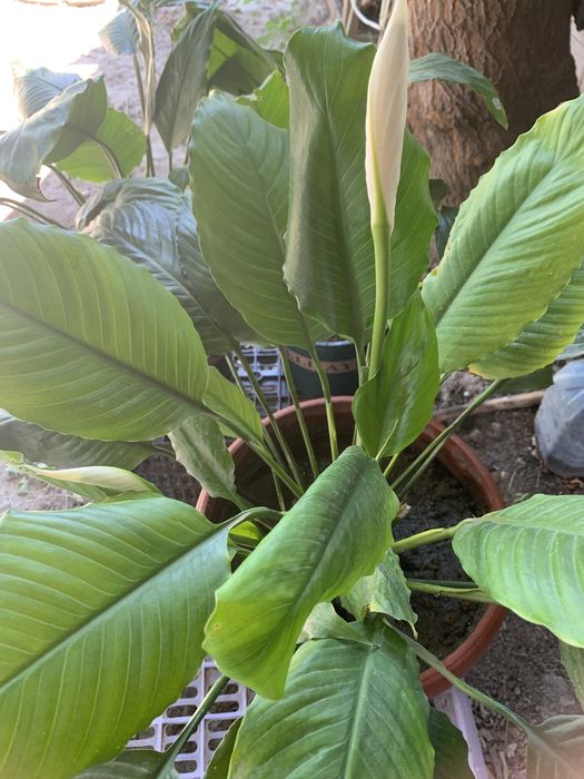 Продам домашнее растение