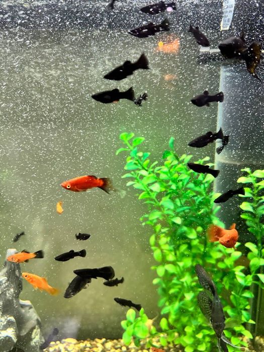 Меченосец и моллинезия