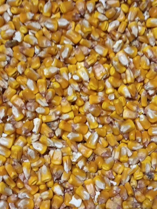 Porumb productie 2025