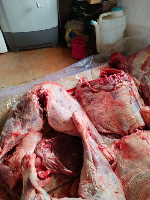 Сиыр еті сатылады кеше соиылған 1 жастағы сиыр