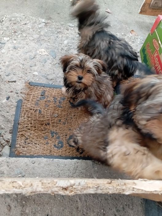 Йорки 2 броя продавам!!