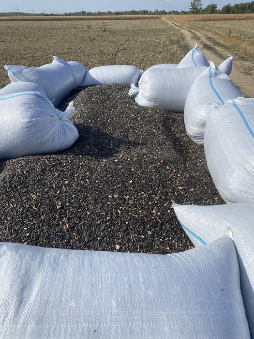 Floarea soarelui productie 2025