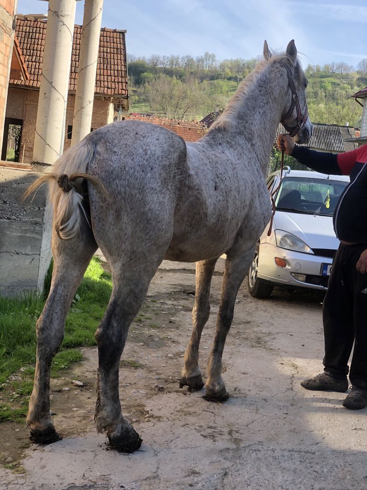 cal castrat de 6 ani zona cluj bun de lucru