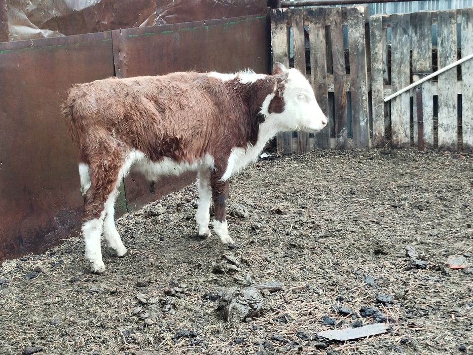 Продам Баспактар