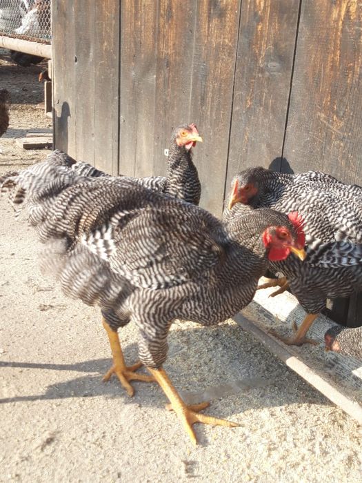 Vând cocoși plymouth