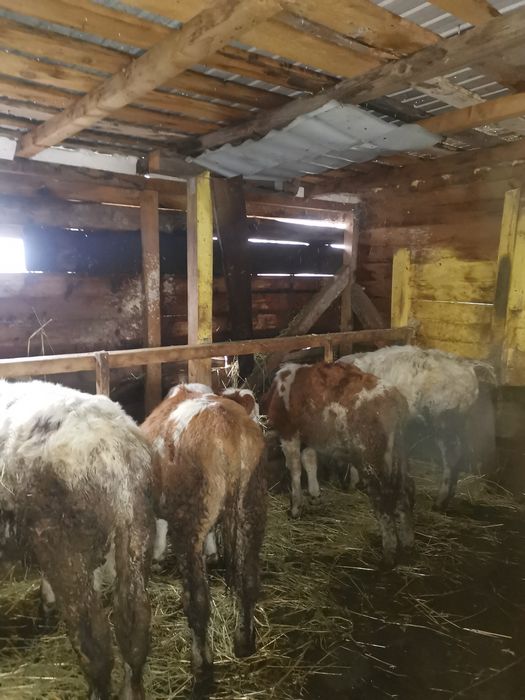 Vand 4 taurasi de rasa