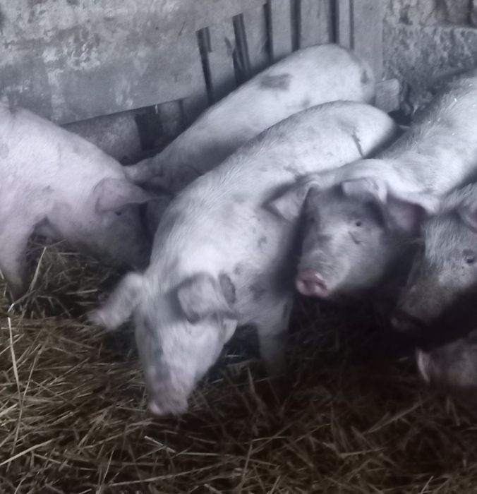 Продавам нерез и прасета