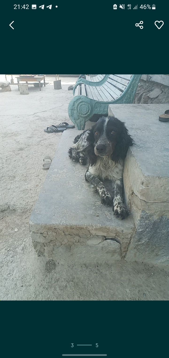 Ovchi it sotiladi