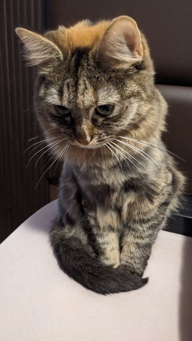 Pisica prietenoasa de donat