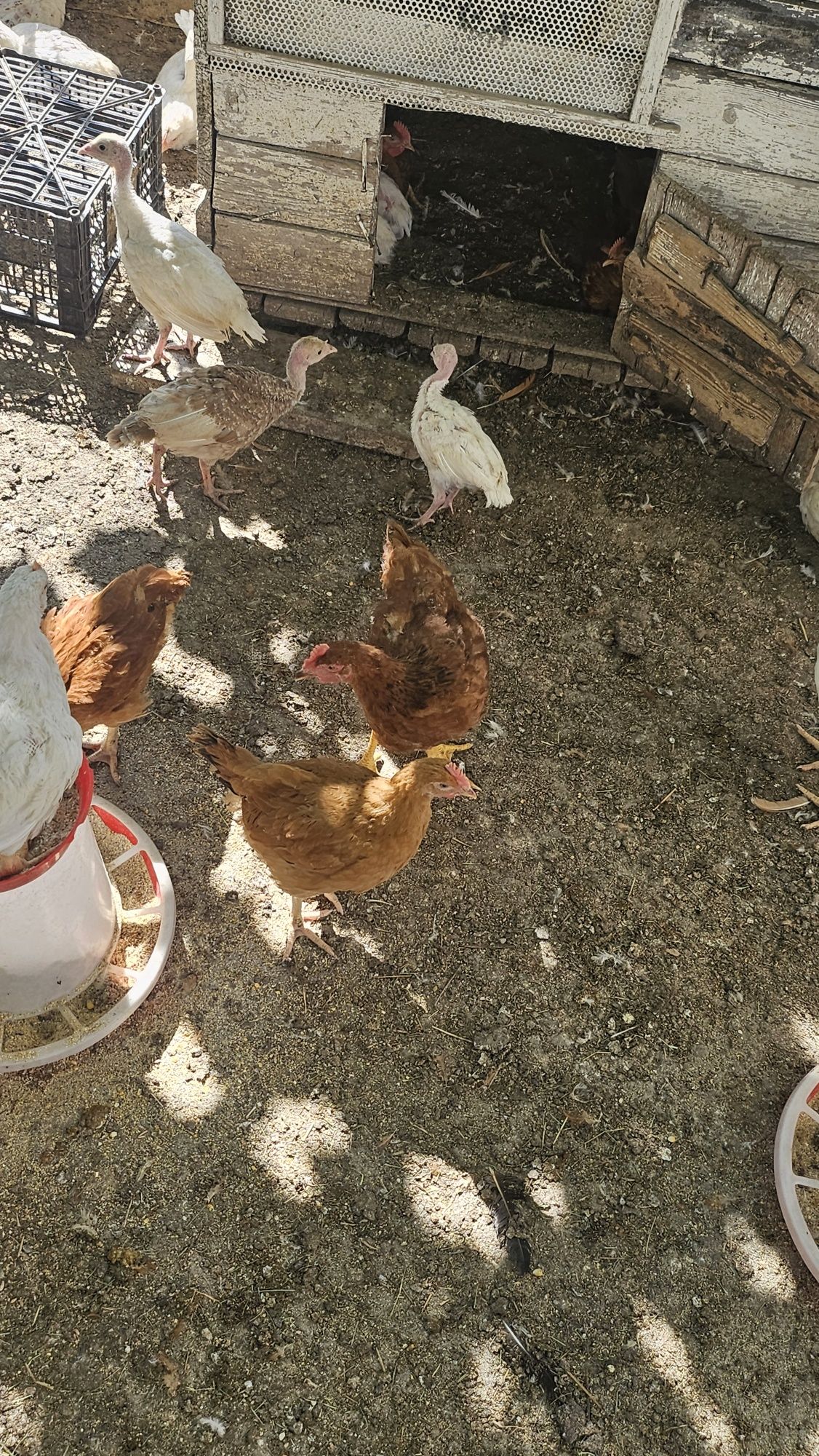 Vând pui de găină / curcani